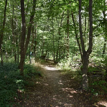 Ein Traum Im Leechwald Naehe Lkh *