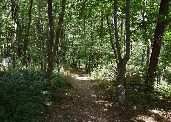 Ein Traum Im Leechwald Naehe Lkh *